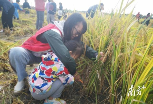 在鸦岗农耕文化体验谷，市民群众在收割水稻，体验丰收喜悦。