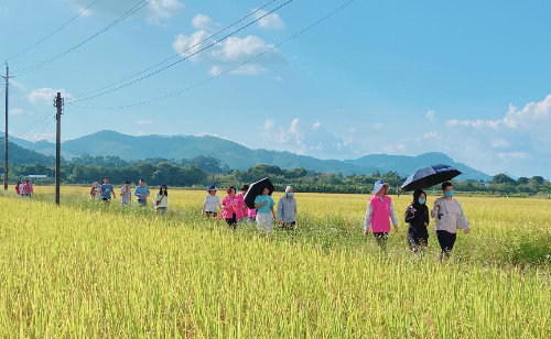 图：增城区“万人巡田”5117.jpg