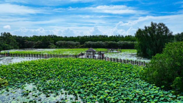 南沙湿地景区植物生态