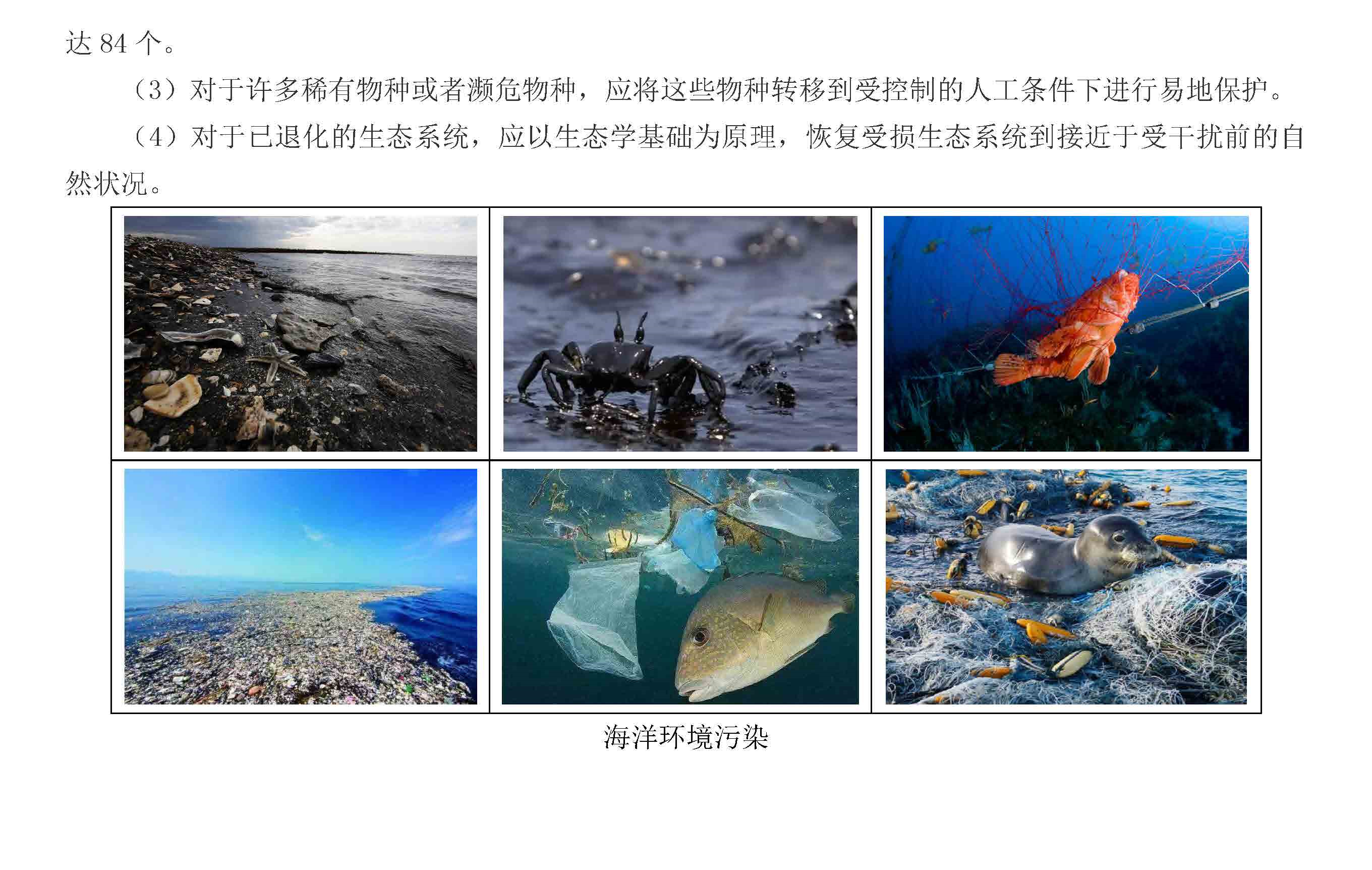 海洋生态海洋生物多样性